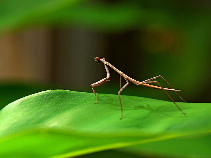 ¿Sabías de estos 5 asombrosos animales que descubrieron en el 2025?