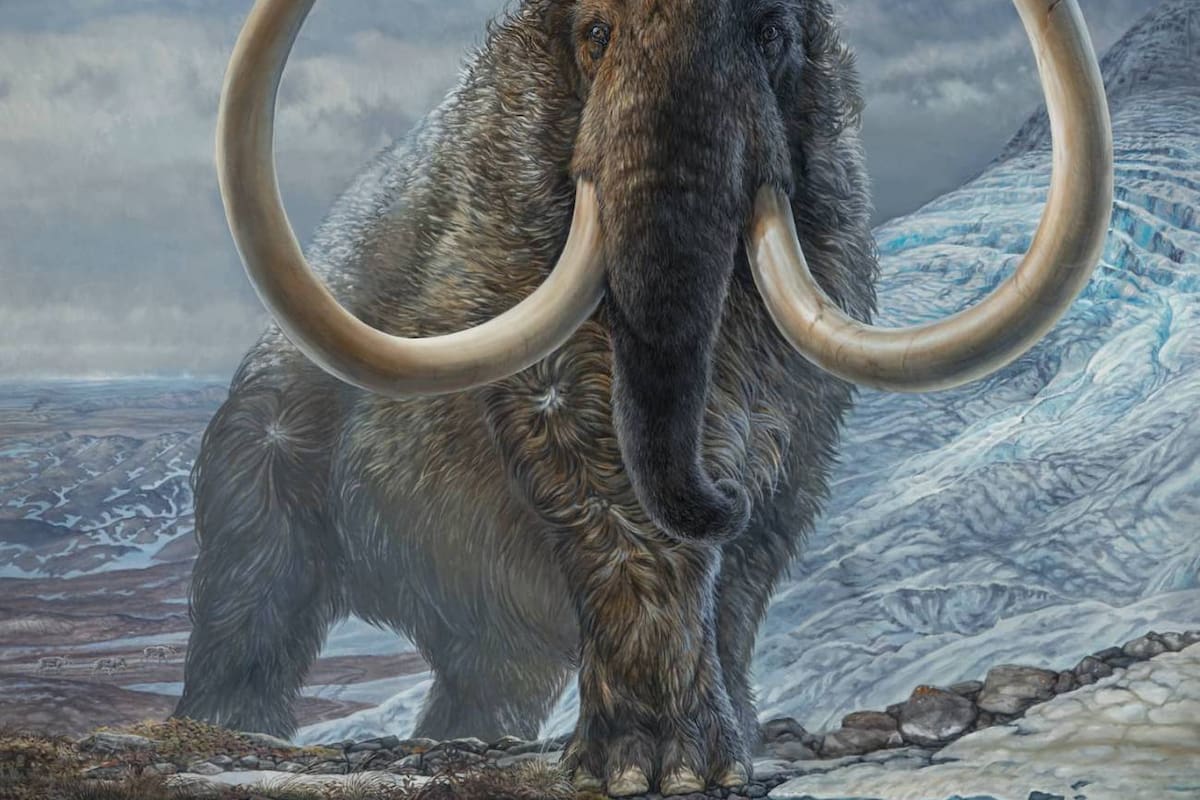 Avance crucial en la resurrección del mamut lanudo: Reconstrucción cromosómica de un espécimen de 52,000 años
