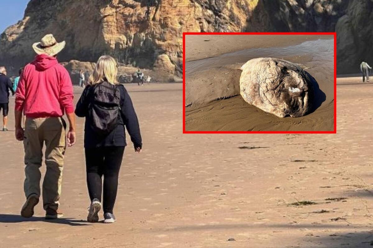 Encuentra pez con apariencia “extraterrestre” en playa de Oregon
