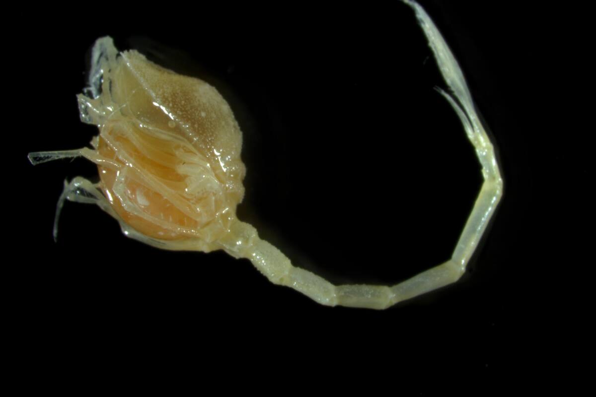 Descubren nuevas especies marinas en Nueva Zelanda