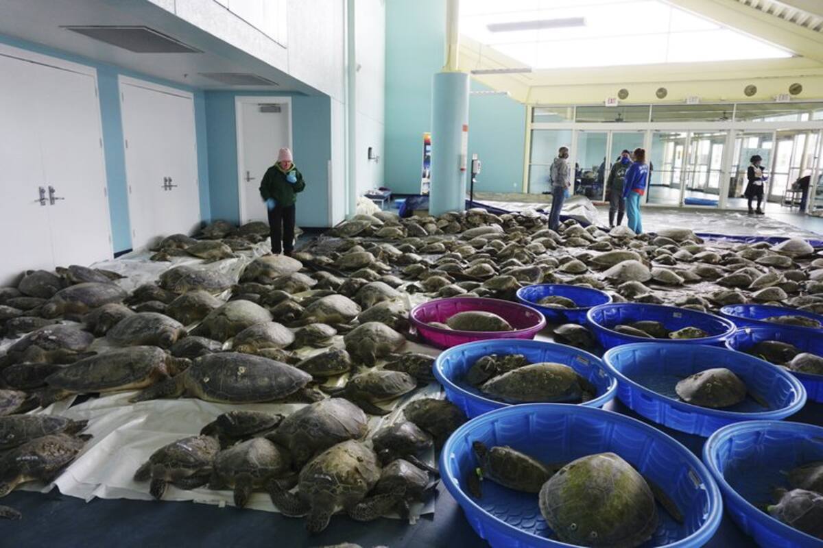 El impactante rescate de miles de tortugas aturdidas por el frío en Texas