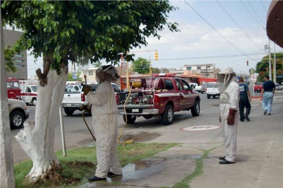 Buscan los bomberos proteger a las abejas en atención a reportes
