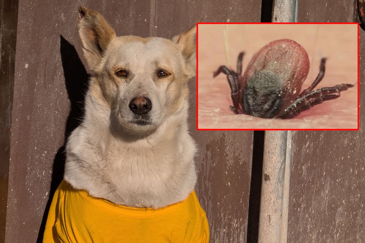Aumentan garrapatas en perros durante el verano