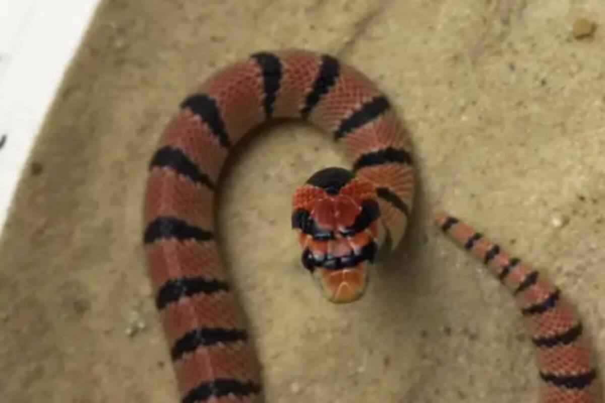 Evacúan 10 viviendas en Alemania por fuga de una serpiente que un vecino tenía de mascota