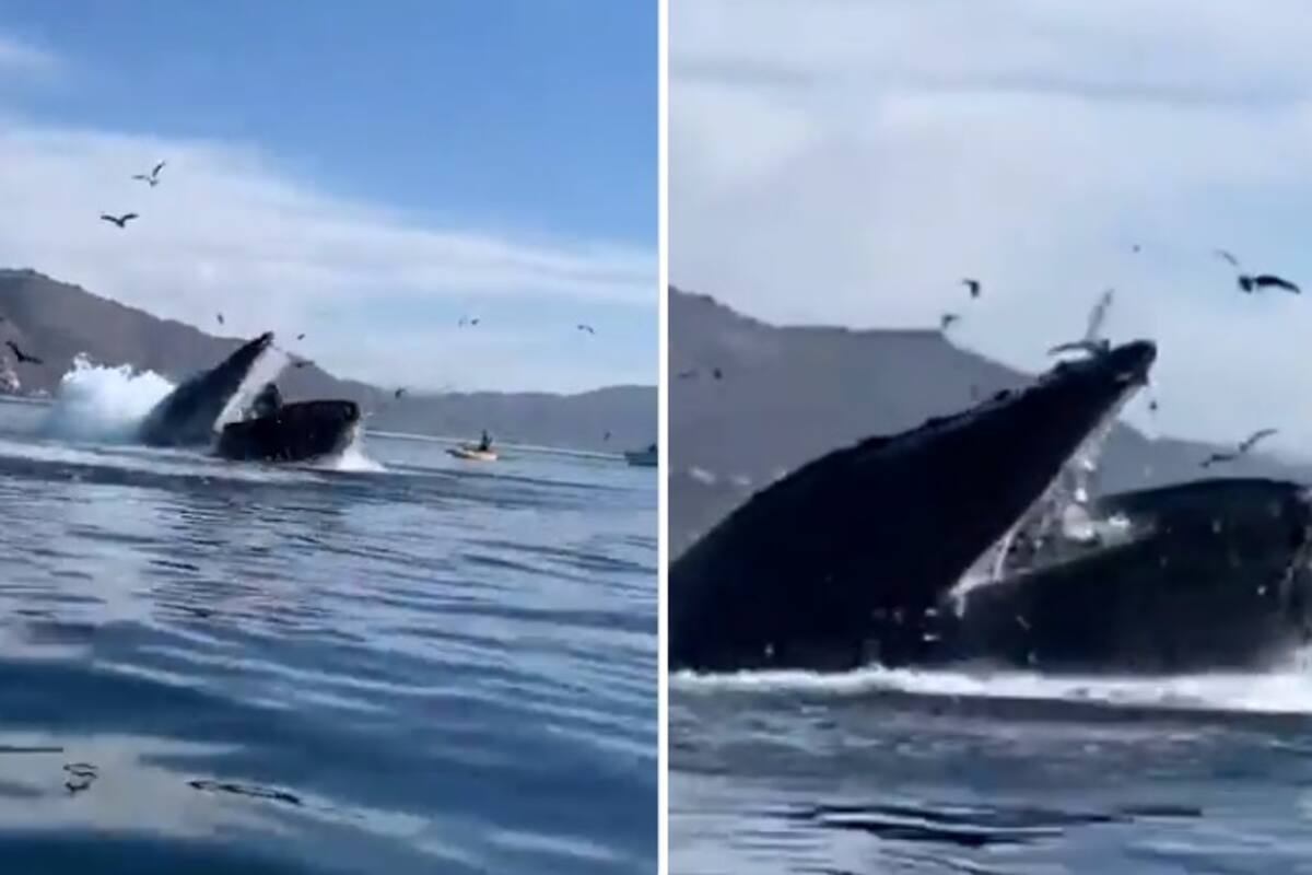 VIDEO: Ballena jorobada por poco se traga a dos kayakistas