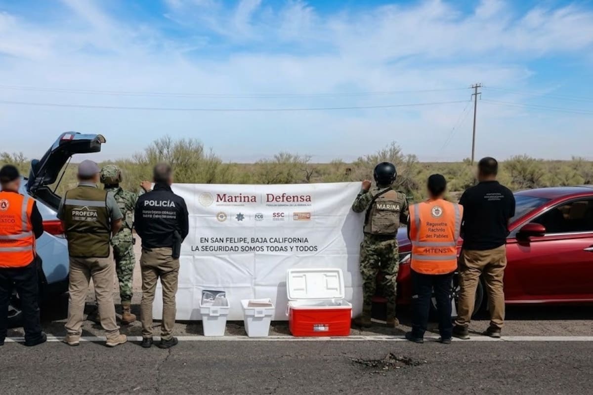 Abandonan dos autos con 719 pepinos de mar en la carretera Mexicali-San Felipe