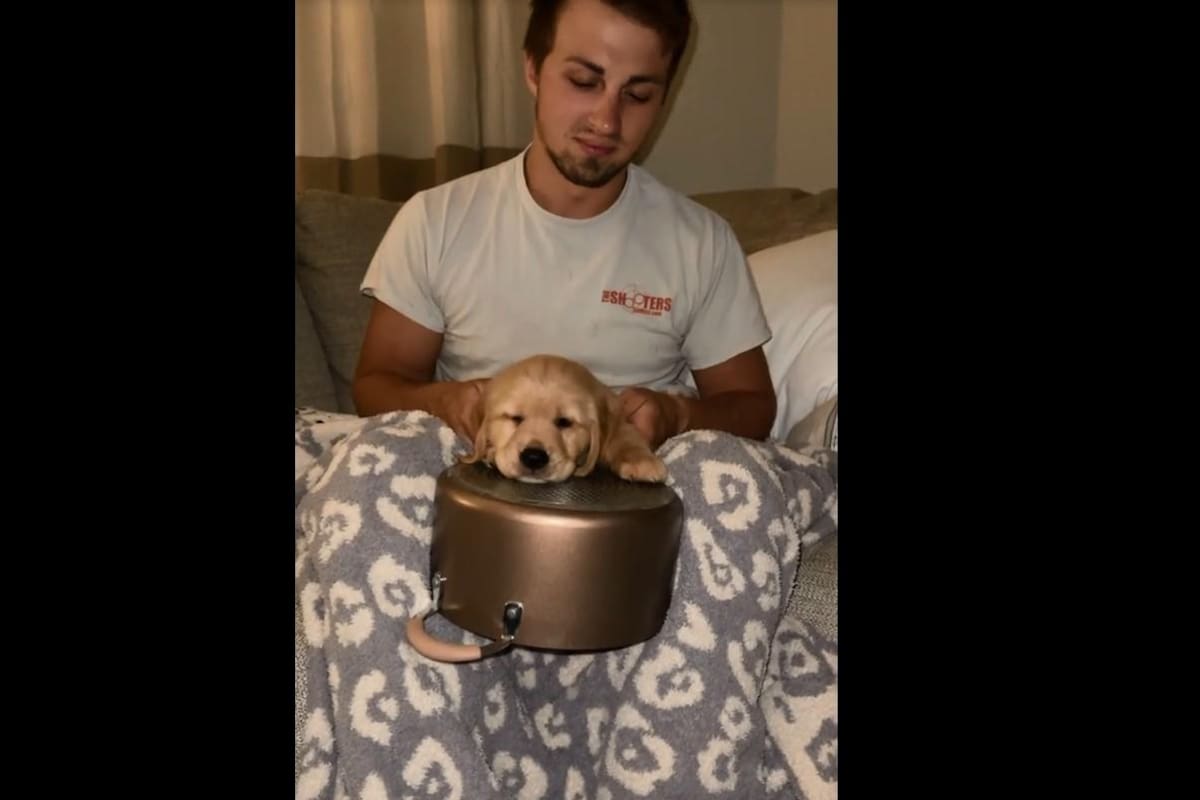 VIDEO TIKTOK: Perrito toca con ritmo las ollas de su dueña y se hace viral