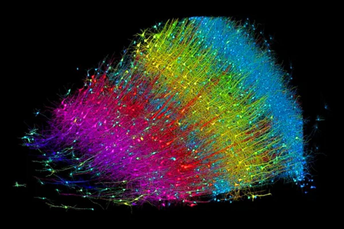 ¿Cómo se ve el cerebro humano de verdad? Google, Harvard e IA hacen el retrato más sorprendente hasta ahora