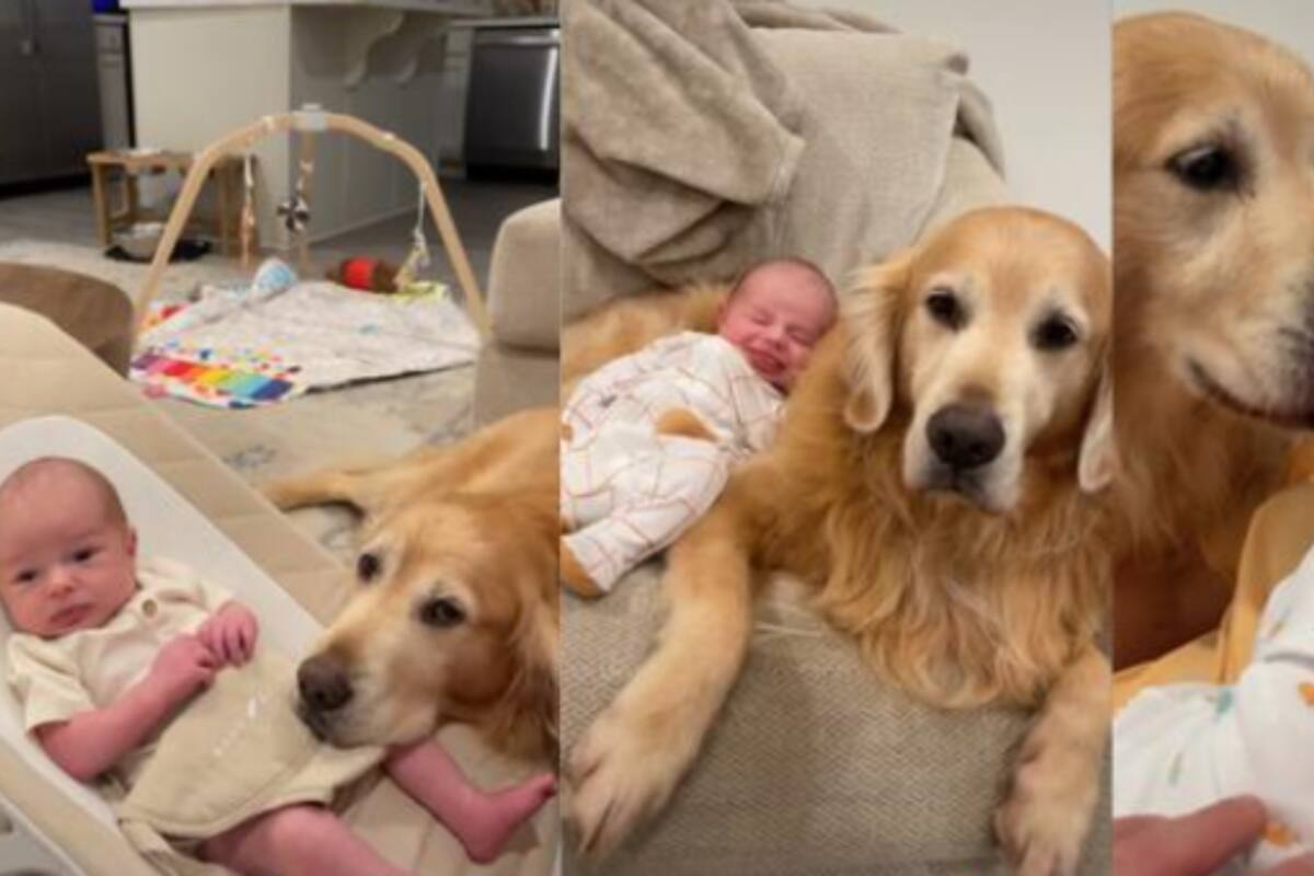 VIRAL: Tierno video en el que un perro cuida a bebé como un “hermano mayor”
