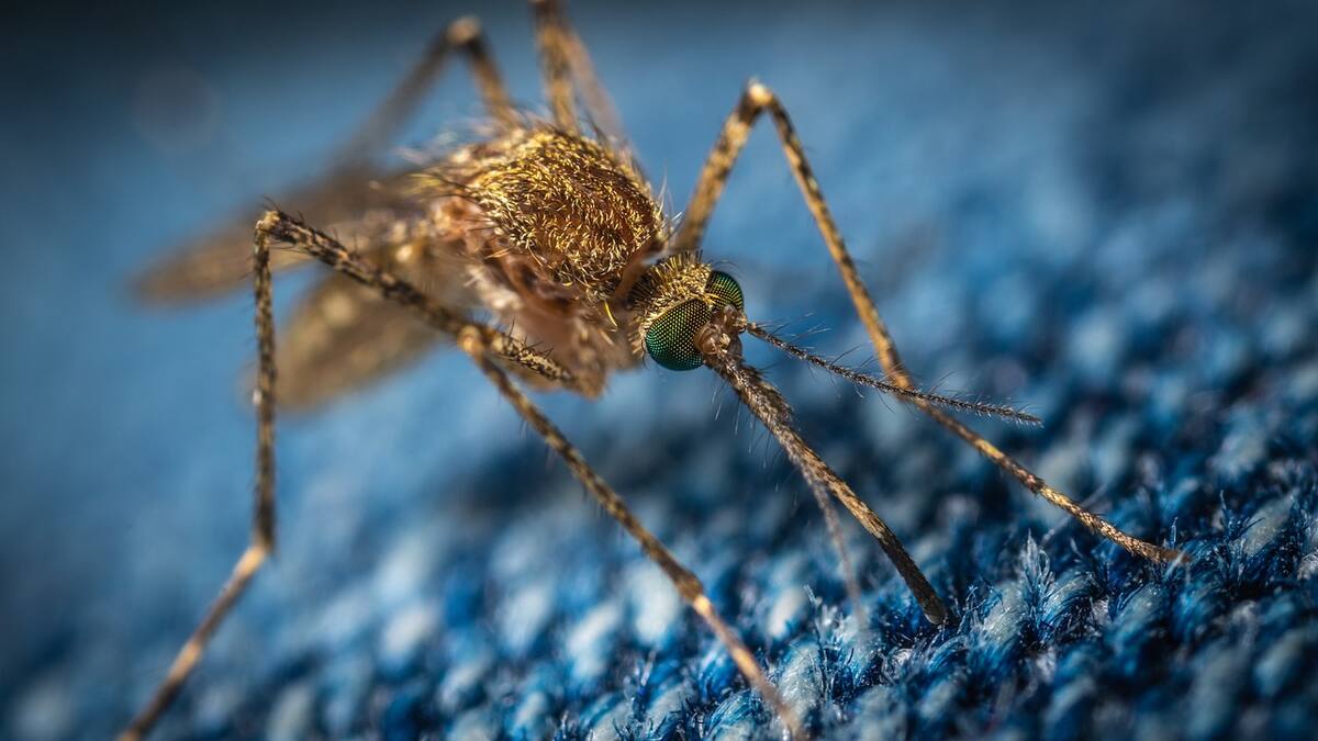 Existen al menos 3500 diferentes tipos de mosquitos.