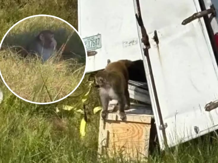 Sigue búsqueda de monos de laboratorio que escaparon tras volcamiento de camión; Autoridades de Mississippi confirman operativo y aclaran que no son infecciosos