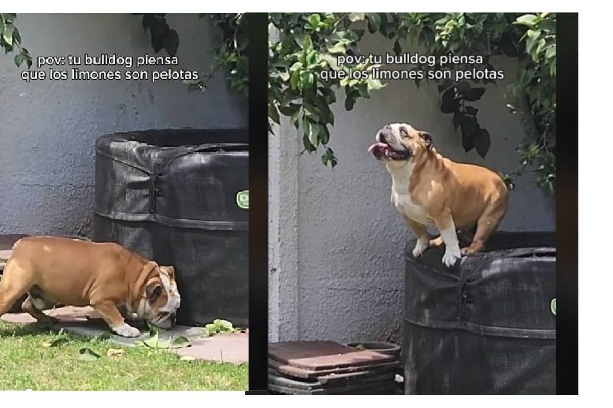 Video viral: Perrito confunde los limones con pelotas