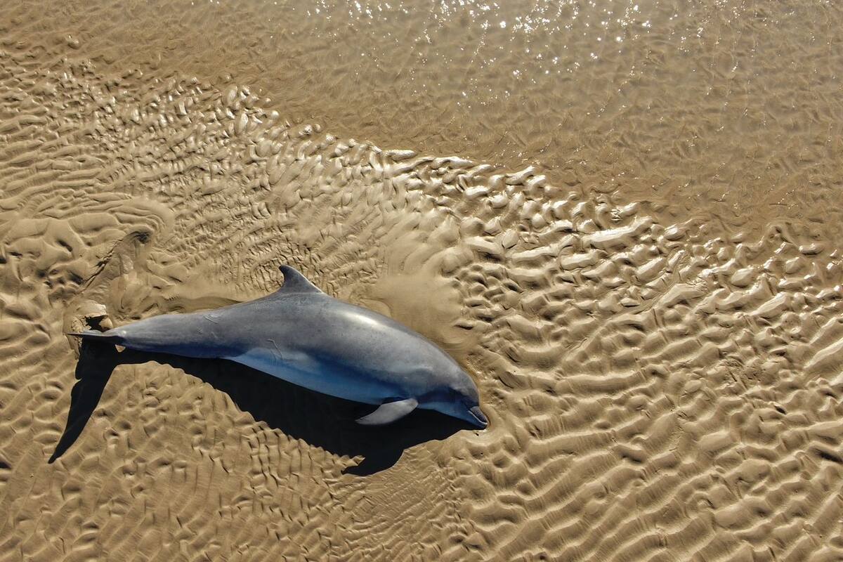 Queda delfín varado en el Golfo