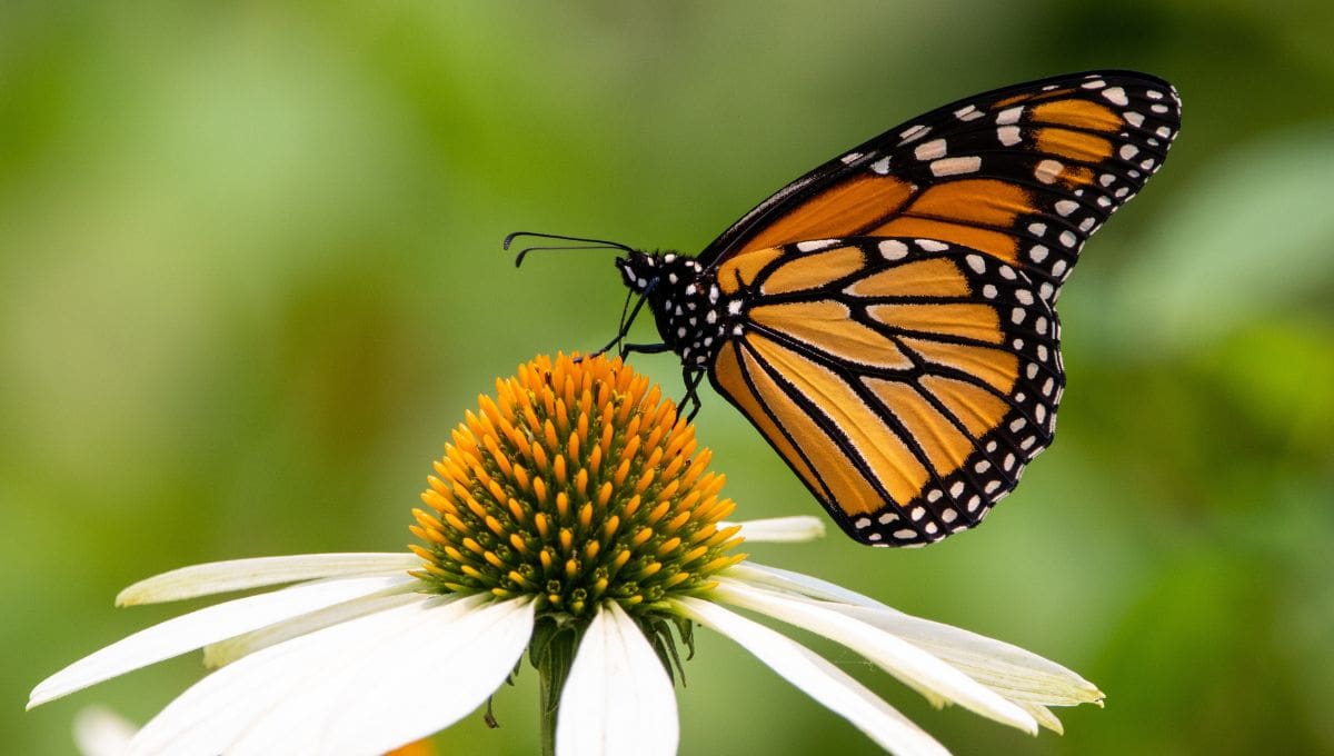 Mariposa monarca en peligro por cambio climatico.