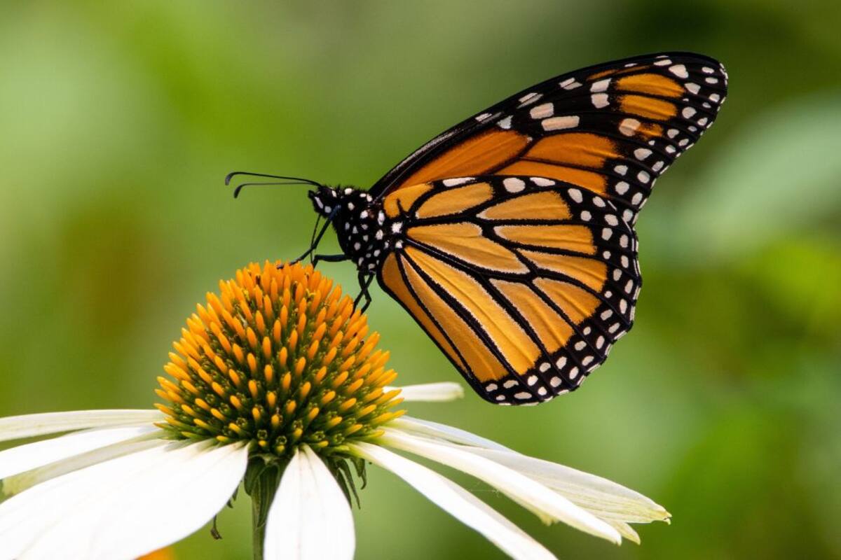 Mariposa monarca en riesgo: EU prepara su inclusión en la lista de especies amenazadas