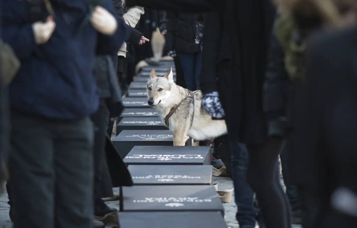 Un perro lobo se encuentra entre los manifestantes en Estocolmo, Suecia, quienes preparan 20 ataúdes, uno para cada lobo muerto durante la cacería autorizada en 2011. Los ataúdes fueron parte de una procesión fúnebre en protesta que se llevó a cabo el 6 de febrero de 2011 en el centro de la ciudad. / Jonathan Nackstrand - AFP - Getty Images.