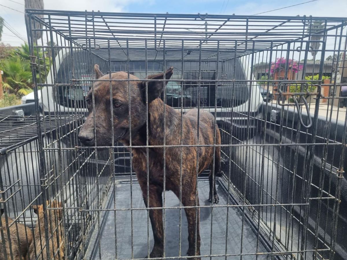 Están bajo resguardo de las autoridades tres perros adultos.