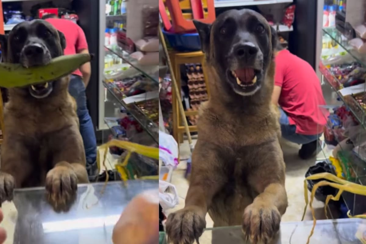 Lomito se vuelve viral por atender él solo una tienda de abarrotes