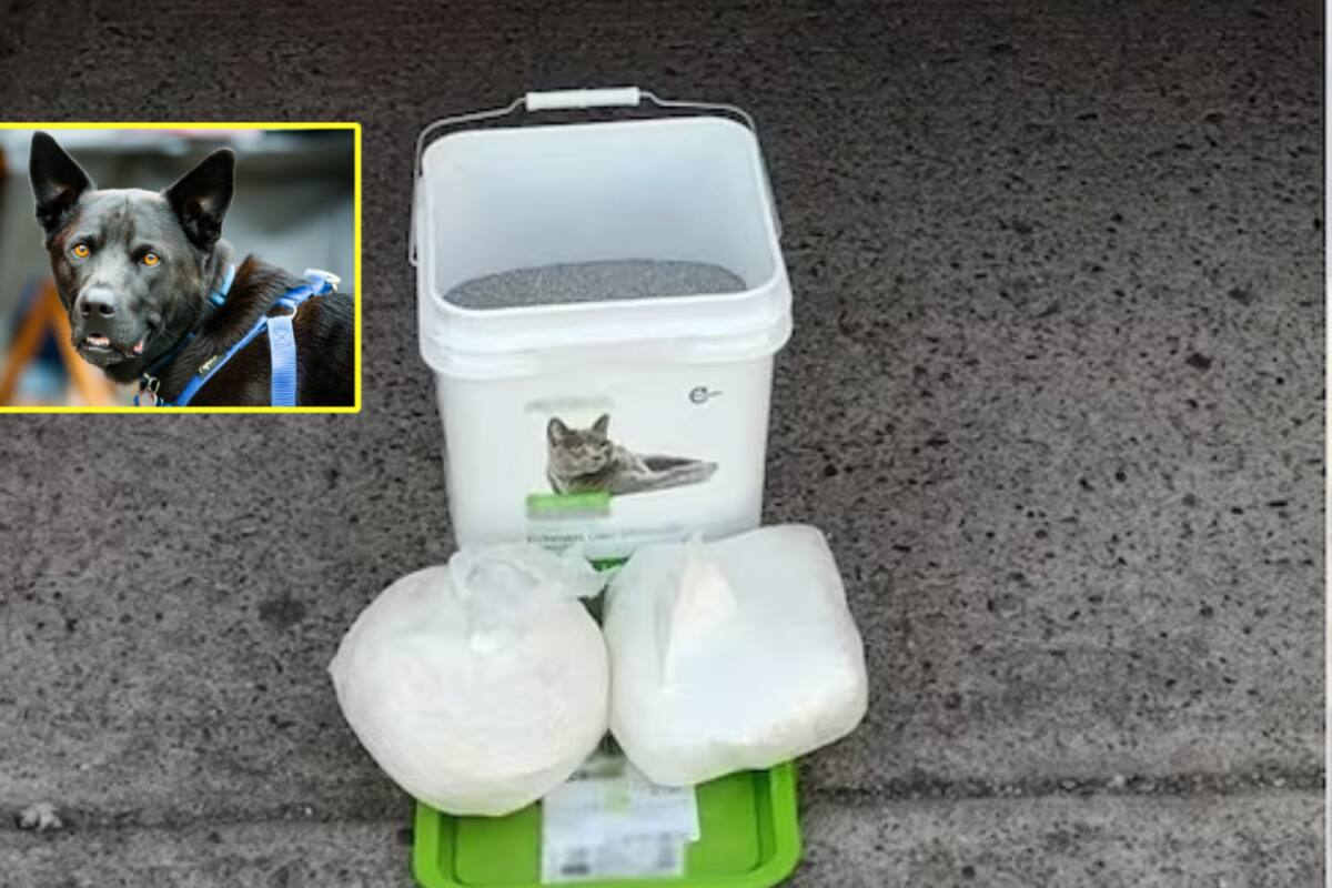 Binomios K-9 identificaron kilos de mentafemina en cajas de arena de gato en Sinaloa