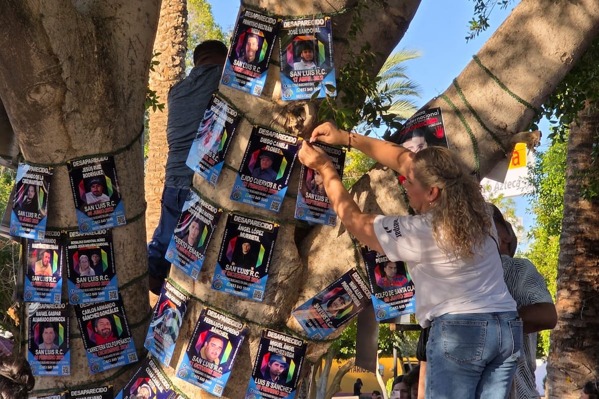Crean “Árbol de la Esperanza” con fichas de búsqueda de desaparecidos