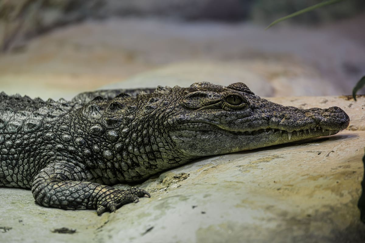 Los guardabosques registraron 60 crías de cocodrilo siamés nacidas en libertad durante 2024 en las montañas Cardamomo. Foto: Pexels