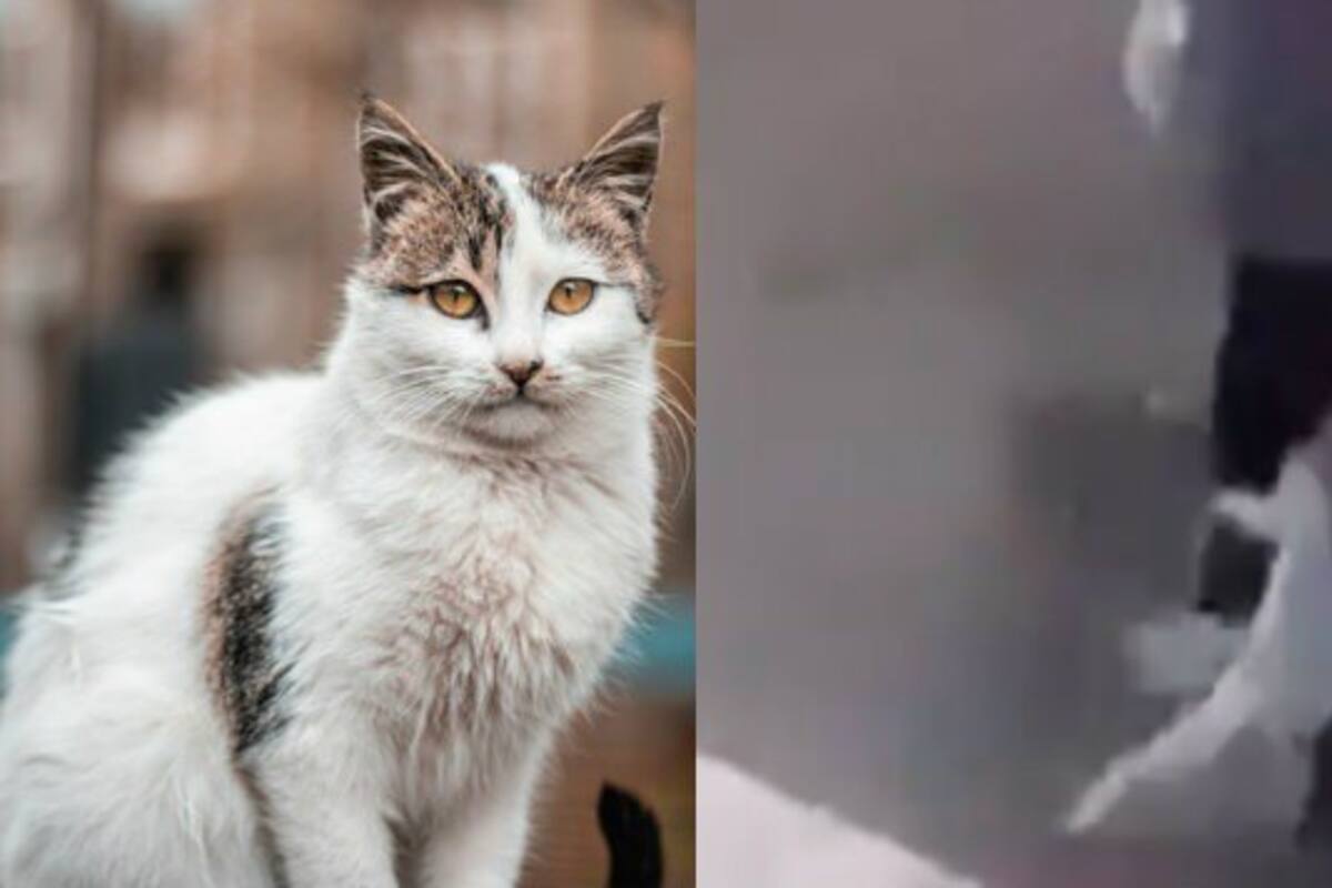 Alcalde toma con humor "fake news" de ataque de gato