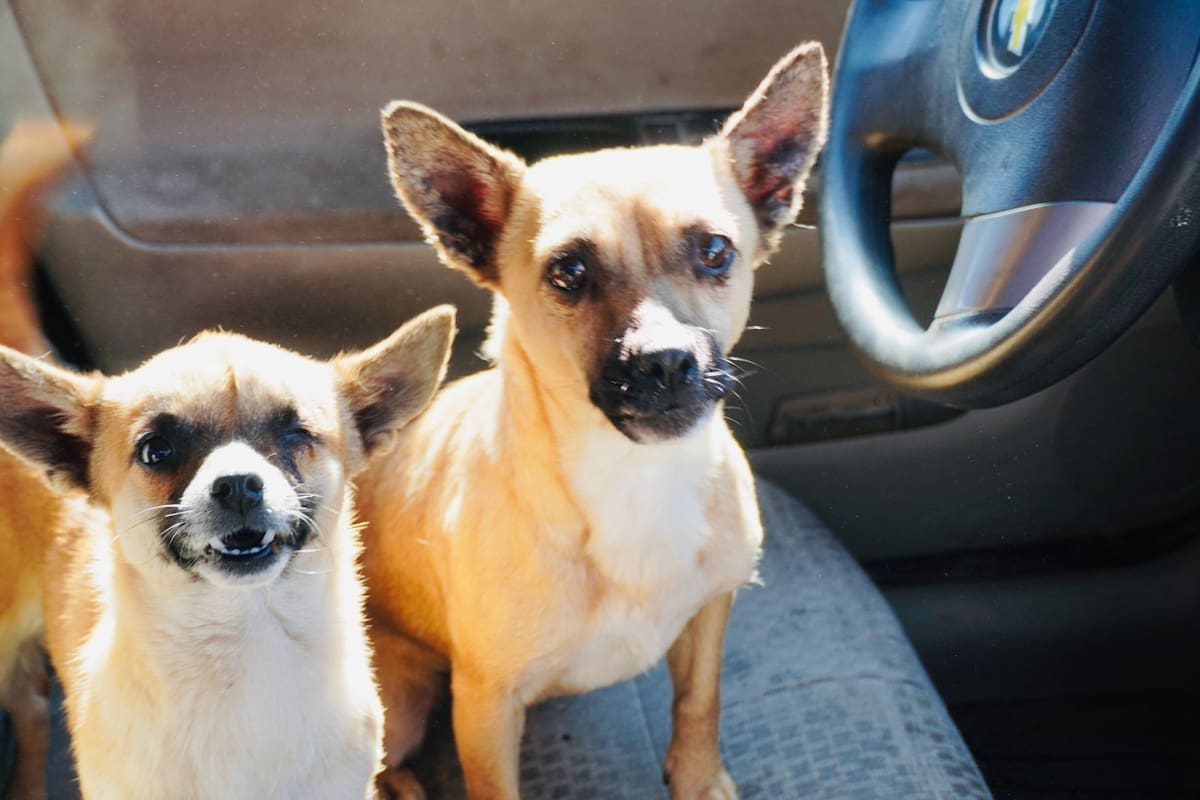 Llevan esterilizaciones gratuitas de mascotas a la colonia Industrial en SLRC