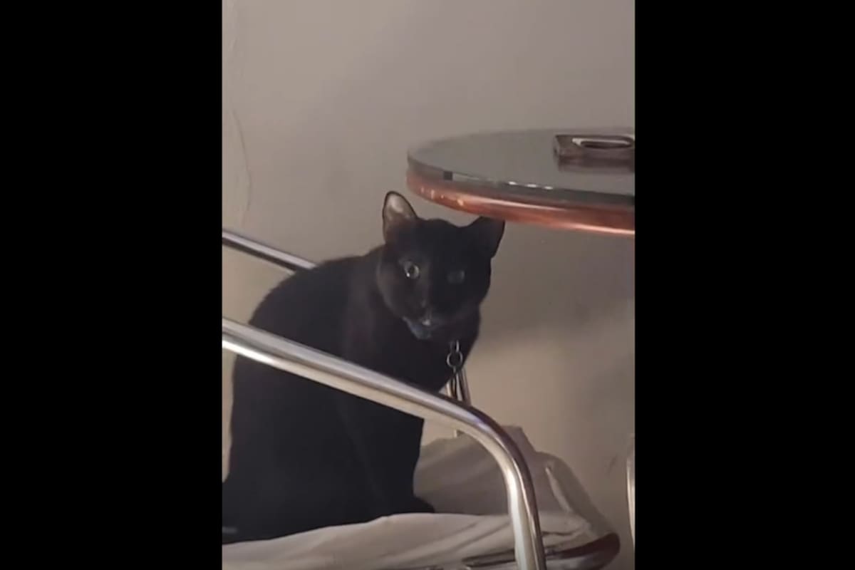VIRAL TIKTOK: Gatito recibe la picadura de una abeja y se "molesta" con su dueña