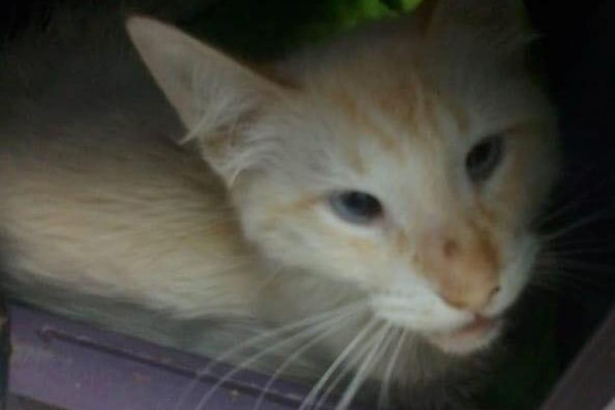 Muere gato víctima de zoofilia en Álamos