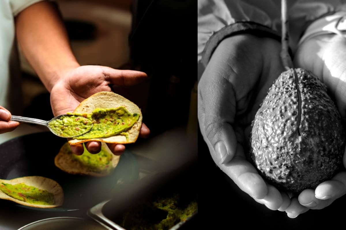 ¿El aguacate es un fósil? La historia detrás de uno de los frutos más antiguos