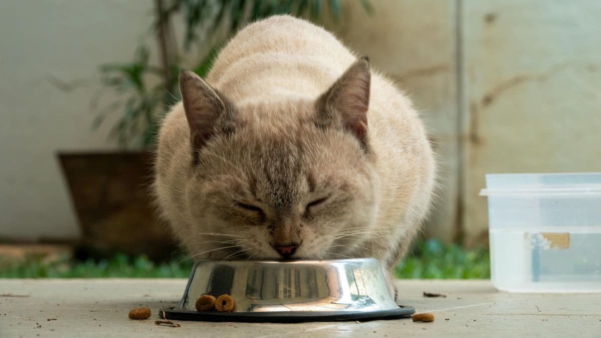 ¿Por qué tu gato deja la comida sin terminar? La ciencia revela que el olfato es la clave