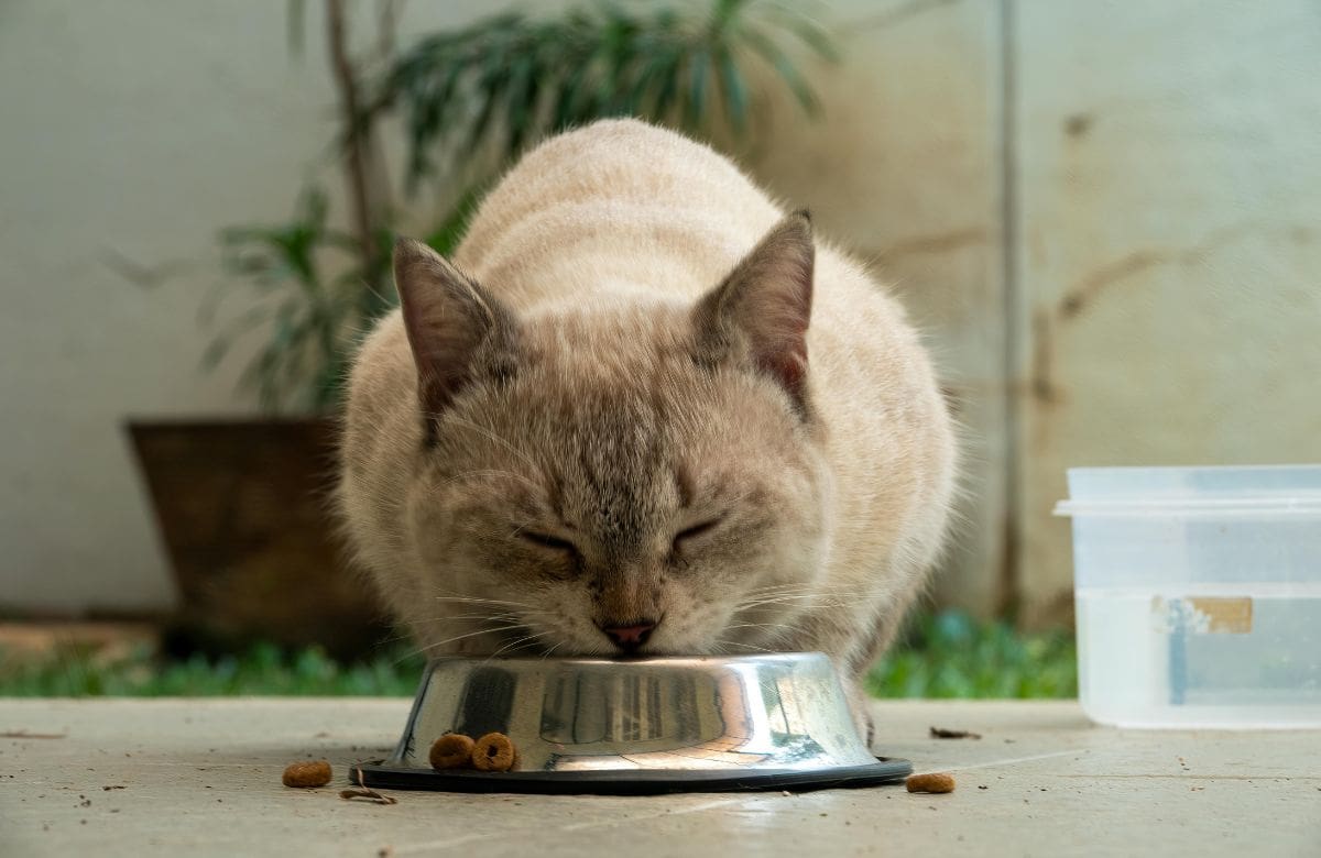 Un estudio revela que los felinos dejan de comer no porque estén satisfechos, sino porque el olor de la comida deja de ser novedoso para ellos. | Crédito: canva