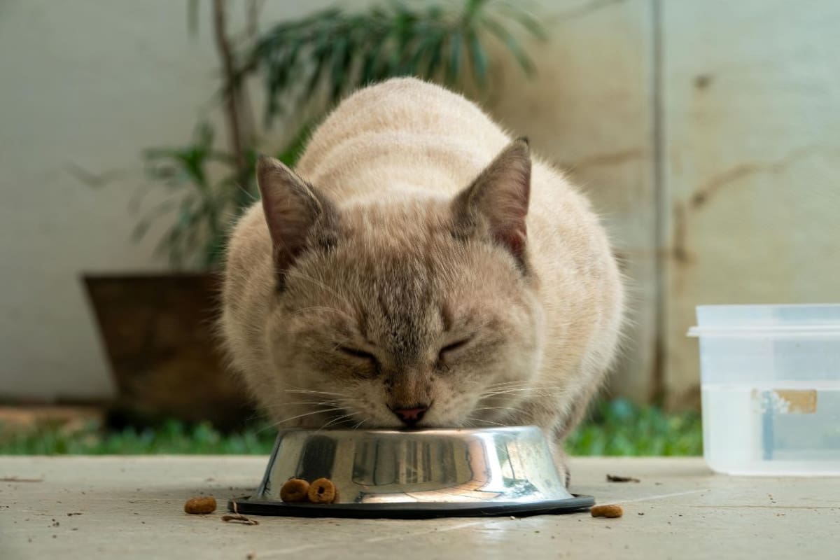 ¿Por qué tu gato deja la comida sin terminar? La ciencia revela que el olfato es la clave