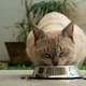 ¿Por qué tu gato deja la comida sin terminar? La ciencia revela que el olfato es la clave