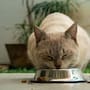 ¿Por qué tu gato deja la comida sin terminar? La ciencia revela que el olfato es la clave