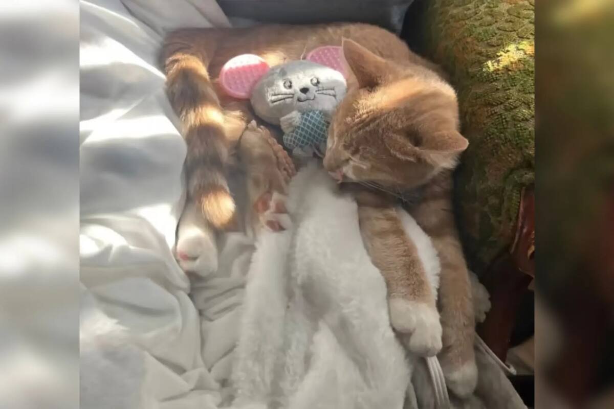 Gatito de 4 meses salva a familia de Michi-gan de envenenamiento por monóxido de carbono