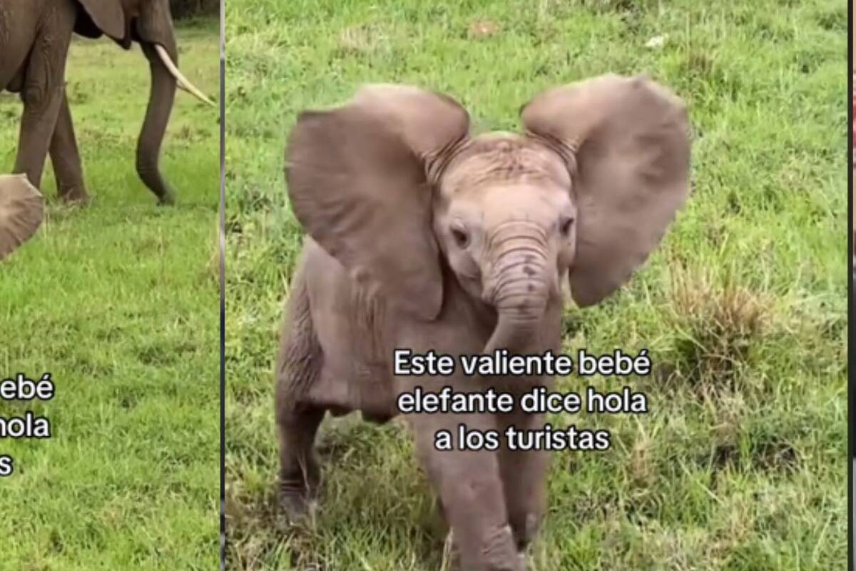 VIDEO: Bebé elefante se viraliza en redes por saludar a los turistas