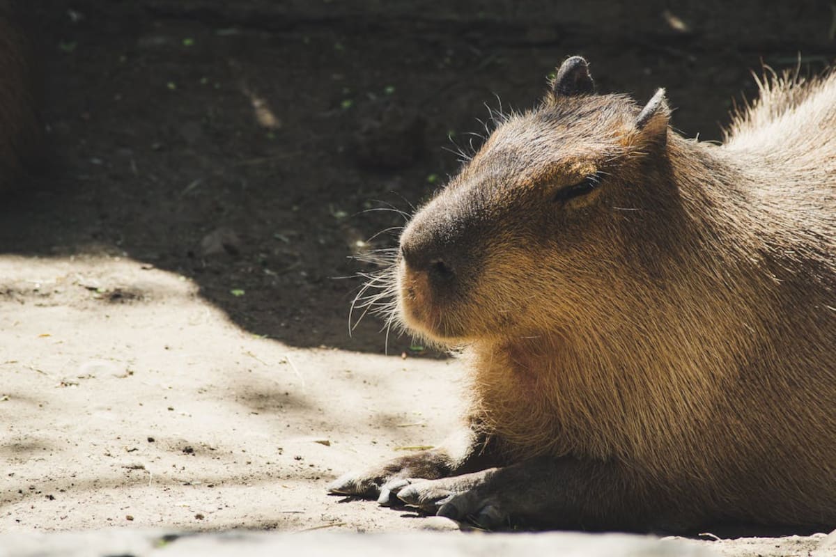 Capibaras: Un animal silvestre con necesidades complejas | Foto: pexels