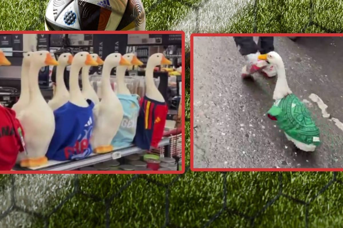 Así Merlín, el pato más famoso de México, llega a los supermercados en Canadá (VIDEO)