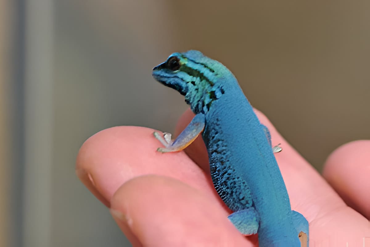 ¿Conoces a estos 5 animales diminutos que habitan nuestro planeta?
