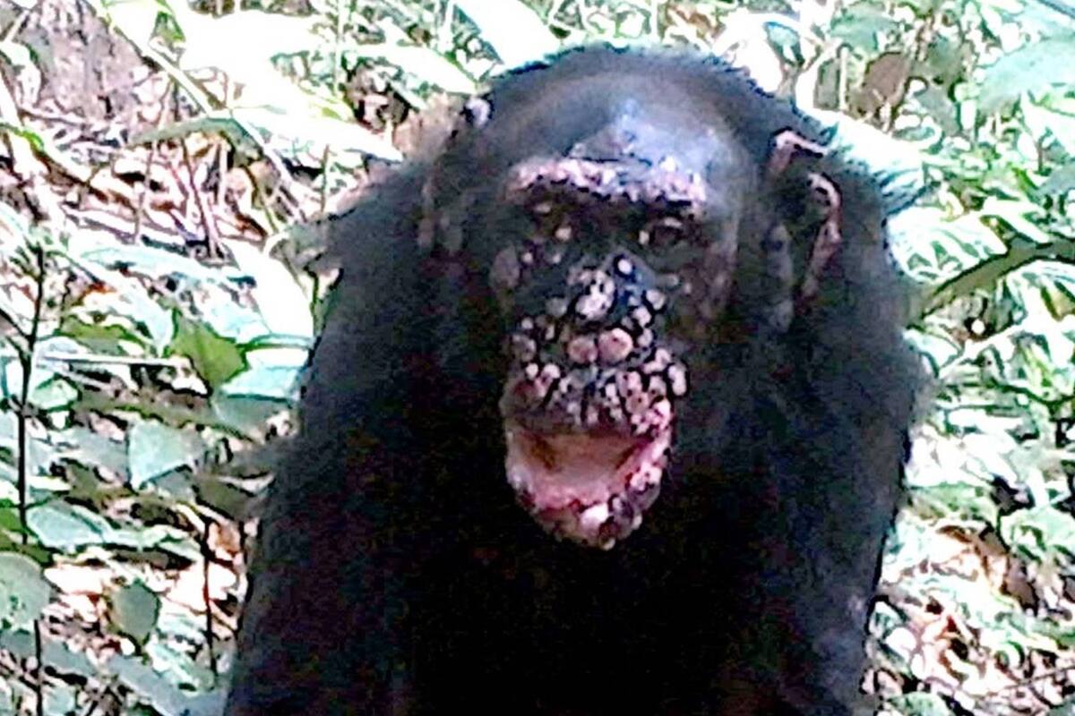 Confirman casos de lepra en chimpancés salvajes por primera vez