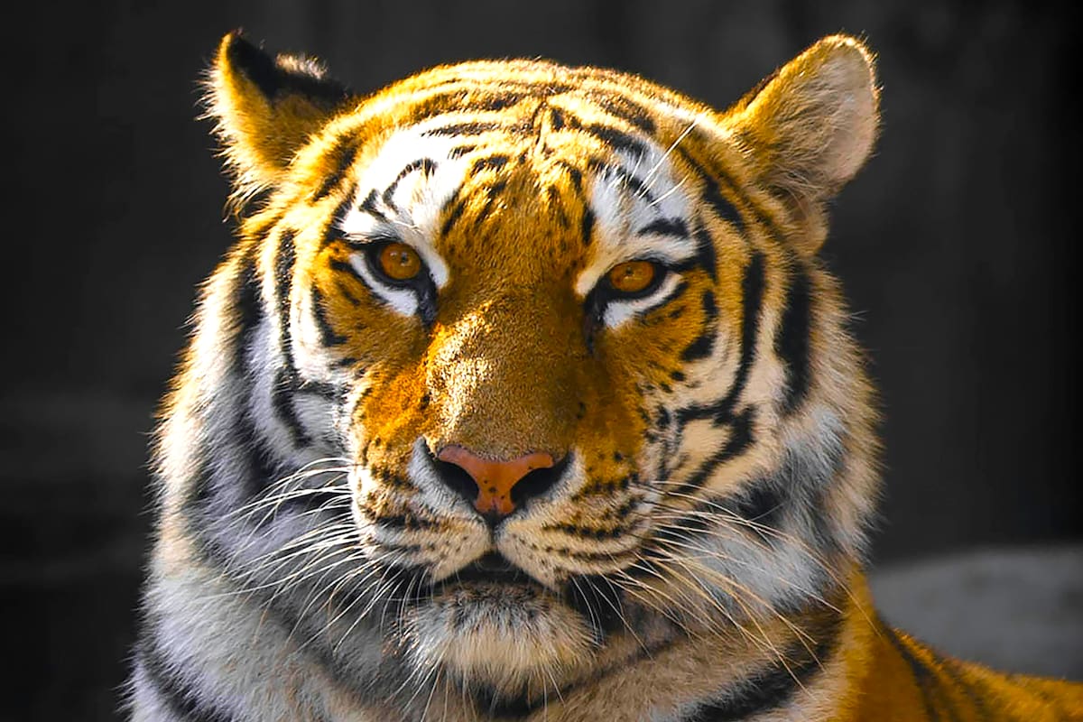 ¿Por qué no deberías decirles felinos a los tigres, según National Geographic?