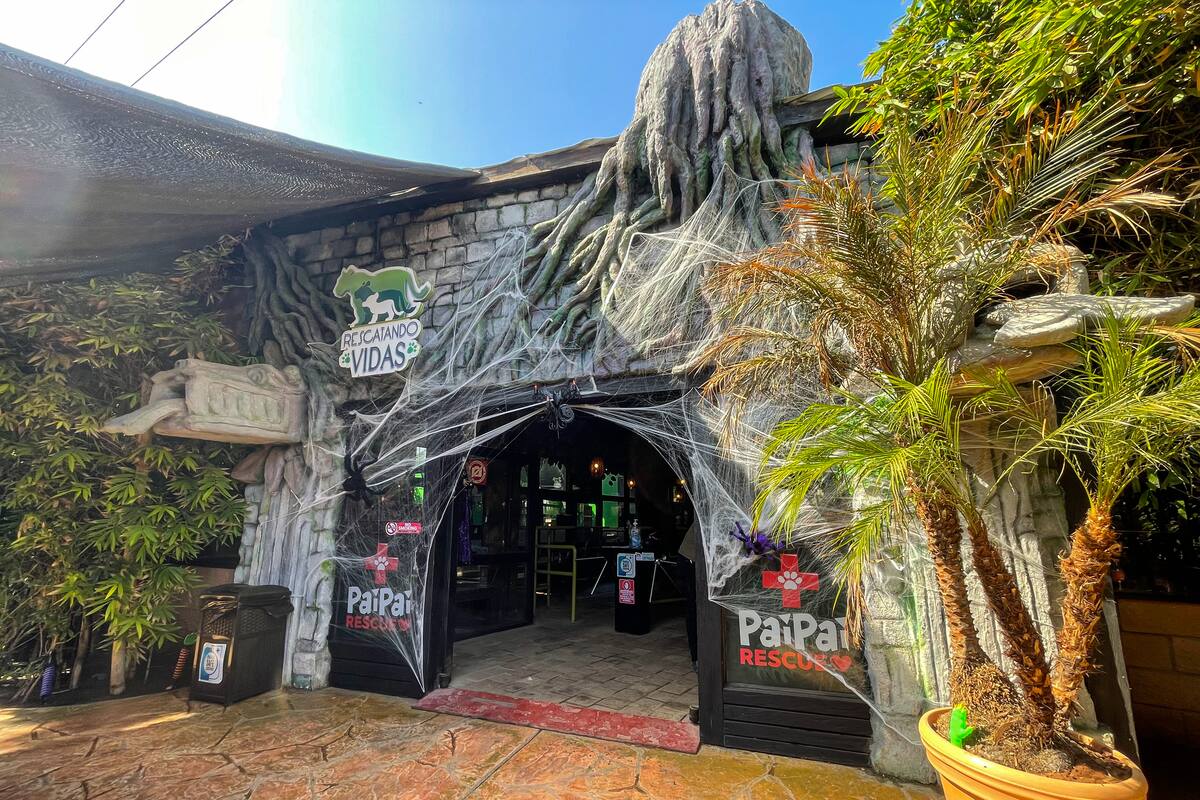 Invitan a una Experiencia felina en parque Pai Pai