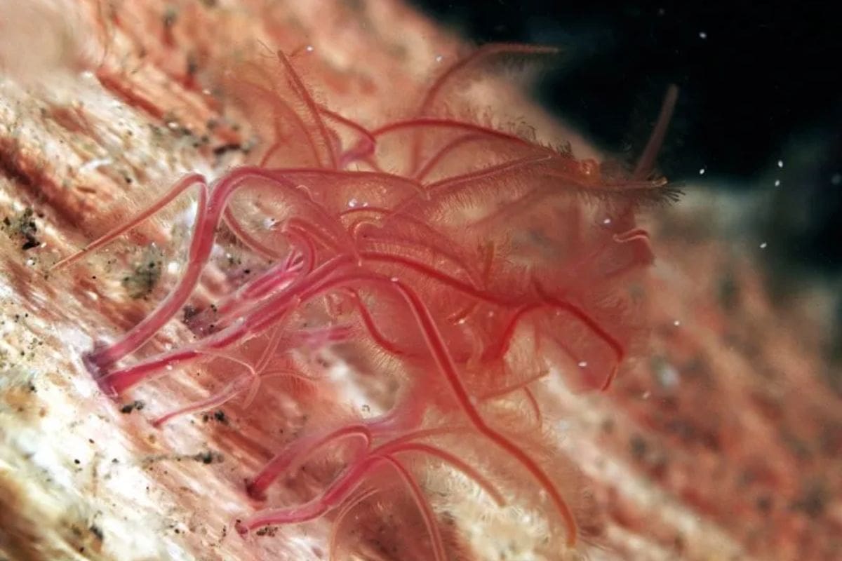 Conoce al “gusano zombi” de los océanos: el Osedax