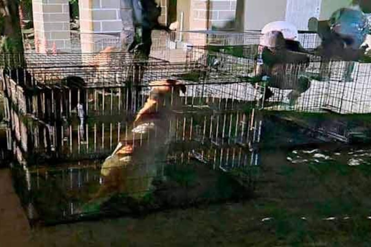 Mujer muere tras ser atacada por perros en San Felipe