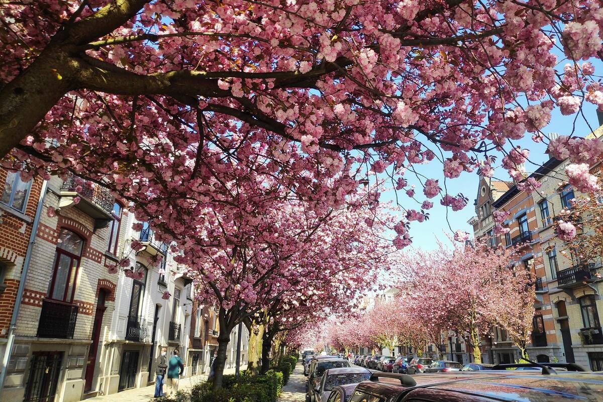 ¿Sabías que los cerezos pueden ‘respirar’? Así lo hacen