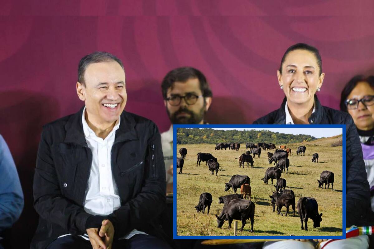 Gestiones de Alfonso Durazo y presidenta Sheinbaum avanzan para reanudar exportación de ganado