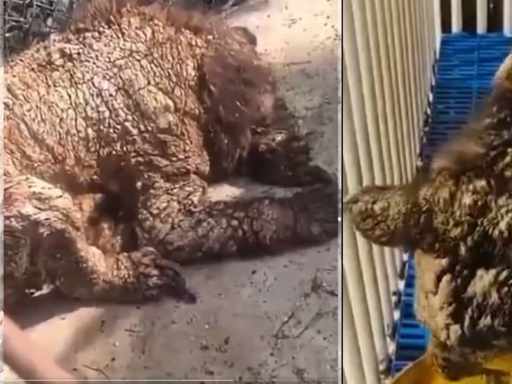 Vino desde Colombia un especialista en medicina biorreguladora en sistemas para tratar a la osa “mina”