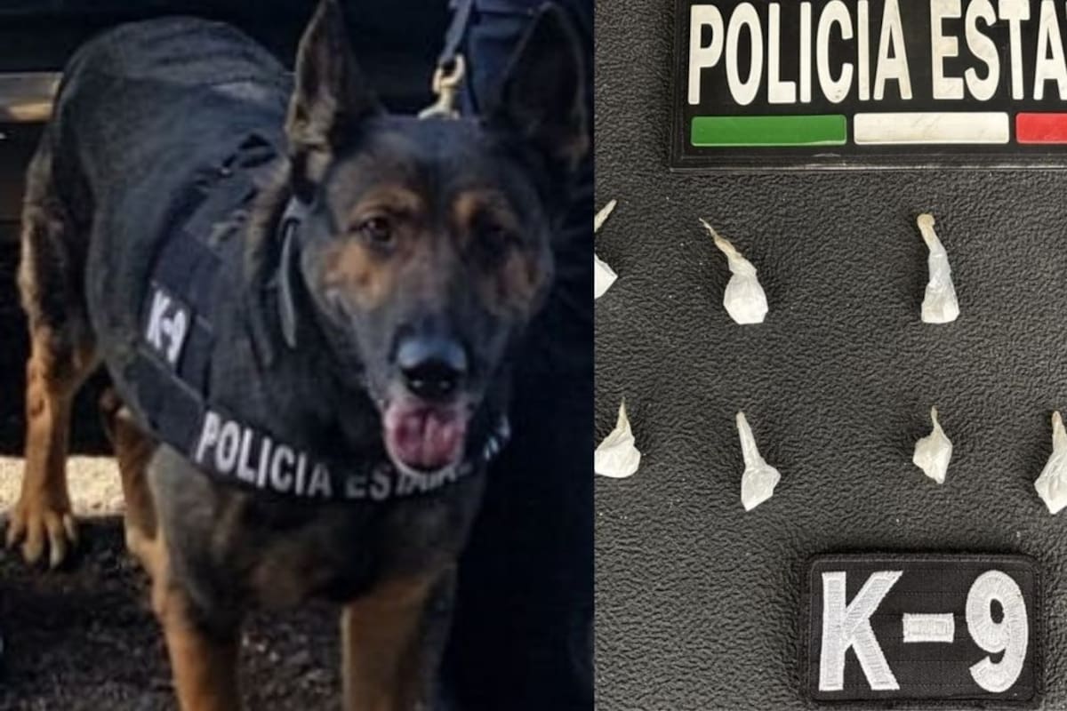 Detienen a Alberto “N” con 10 envoltorios de presunto narcótico en la colonia Miguel Hidalgo de Hermosillo durante operativo K9