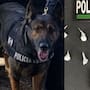 Detienen a Alberto “N” con 10 envoltorios de presunto narcótico en la colonia Miguel Hidalgo de Hermosillo durante operativo K9